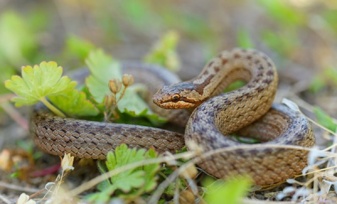 Змеи на дачном участке и в лесу – развенчиваем 7 популярных мифов дача,животные,сад и огород