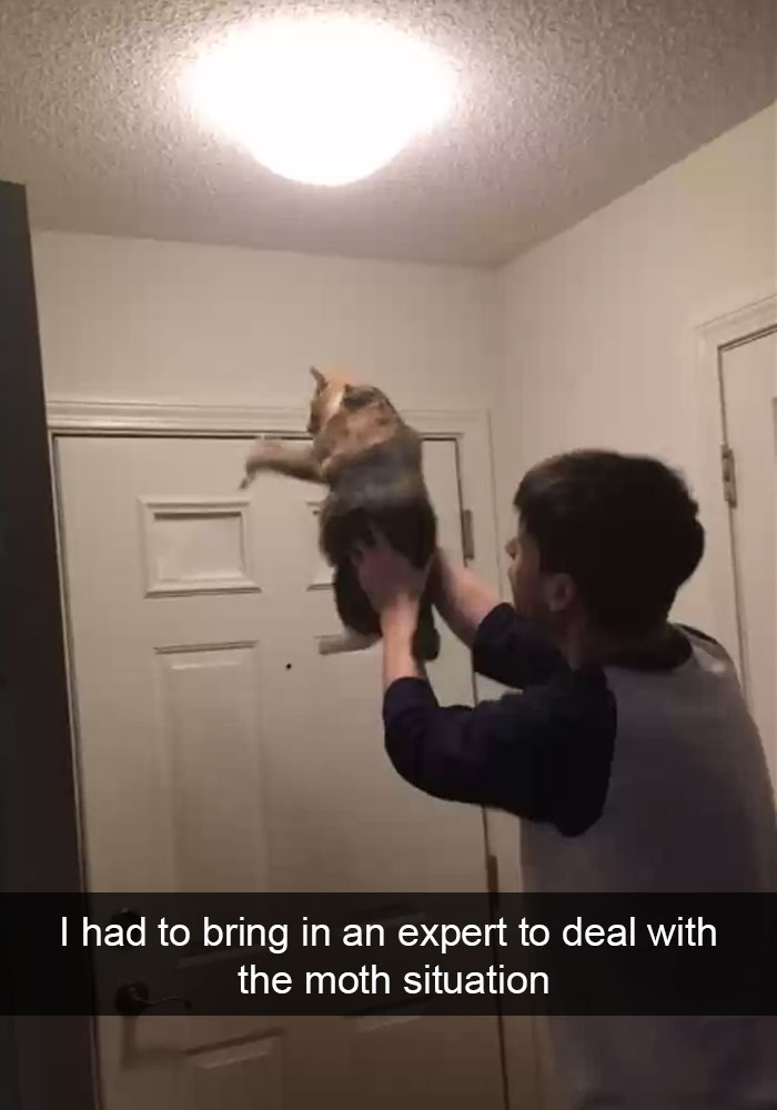 Funny Cat Snap