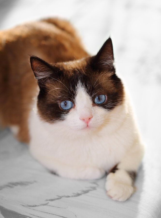 Топ-10 пород кошек с голубыми глазами кошки, глазами, очень, кошка, кошек, породы, с голубыми, могут, шерстью, достаточно, путем, выведена, животных, колорпойнт, пород, ласковы, внимания, голубые, всего, и сиамские