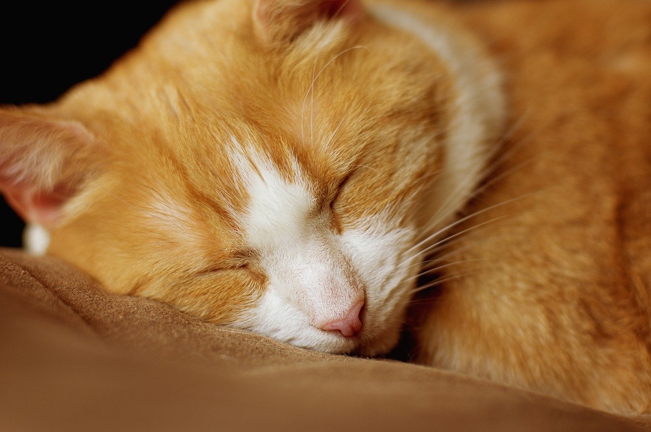 кот