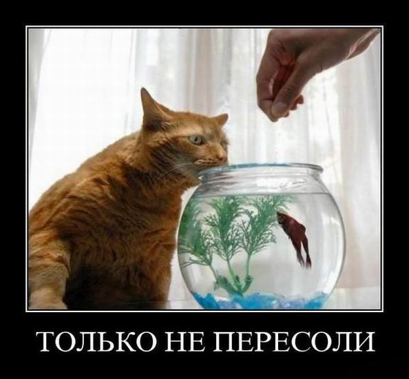 Пятничные демотиваторы: «Где хозяин берёзы?» 