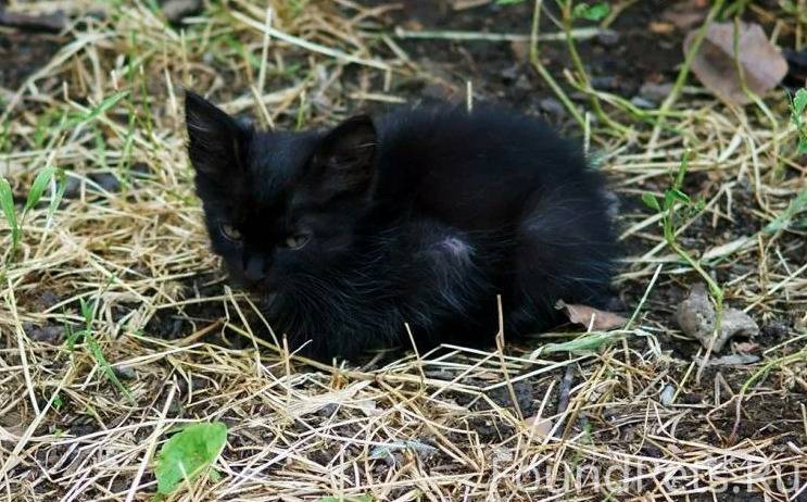 Дыра в сердце