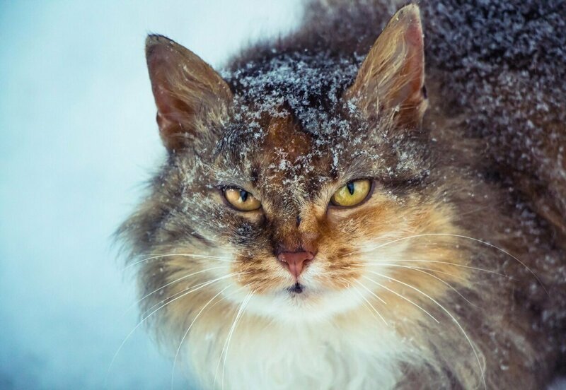 Ну что, начнём? братья наши меньшие, город, кот, кошка, уличные животные, уличные кошки, эстетика