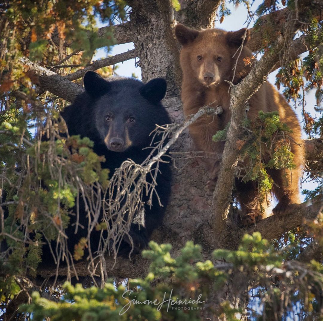 Животные канады фото с названиями