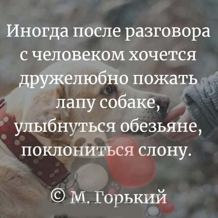 Поговорим после. После общения с людьми. Иногда после разговора с человеком хочется. Иногда после разговора с человеком хочется дружелюбно. После общения с человеком хочется пожать лапу собаке.