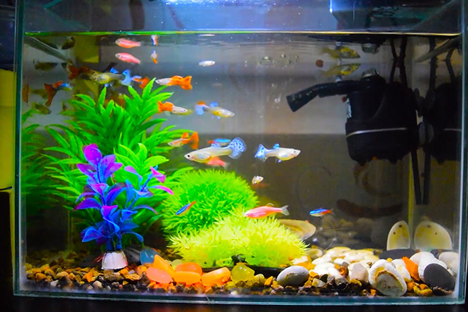 Самые красивые аквариумные рыбки аквариумные рыбки