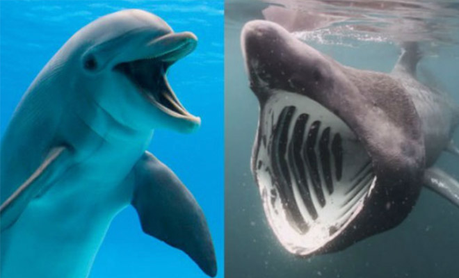 Почему акулы боятся дельфинов: сила бесполезна против стаи