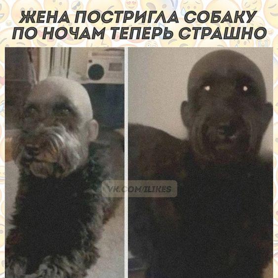 Ржачные свежие картинки с надписями 