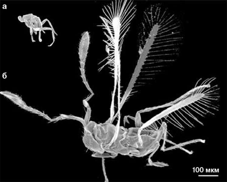 Dicopomorpha echmepterygis - cамое маленькое насекомое в мире