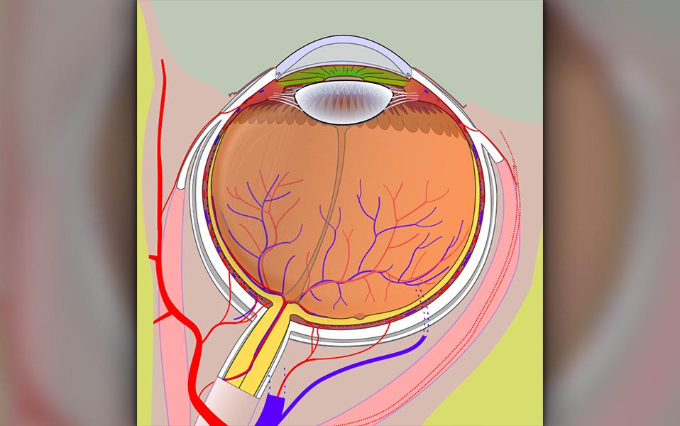 Чем нас лечат: лазерная коррекция зрения роговицы, LASIK, после, операции, SMILE, будет, LASEK, глаза, ReLEx, чтобы, близорукости, через, быстрее, роговица, заживления, более, исследования, верхние, используется, обычно