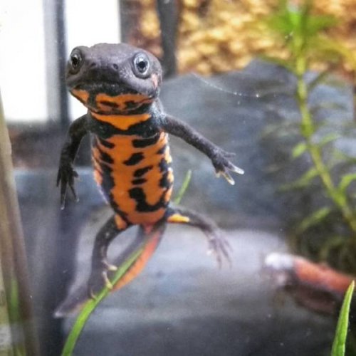 Не все в качестве домашних питомцев держат кошек и собак 