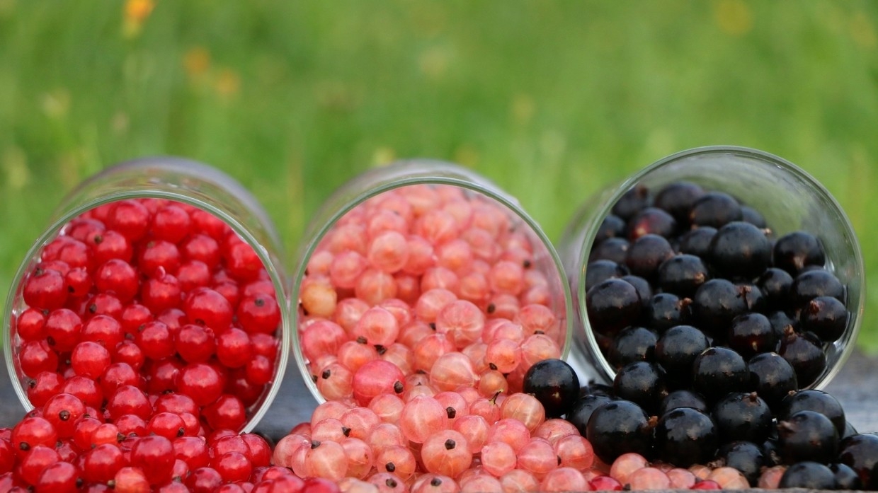 Диетолог Соломатина назвала самые полезные летние ягоды