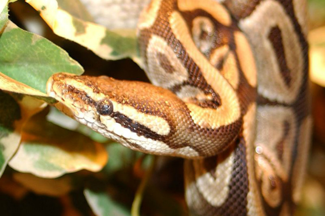 Кобра против питона: эпичная схватка опасных змей
