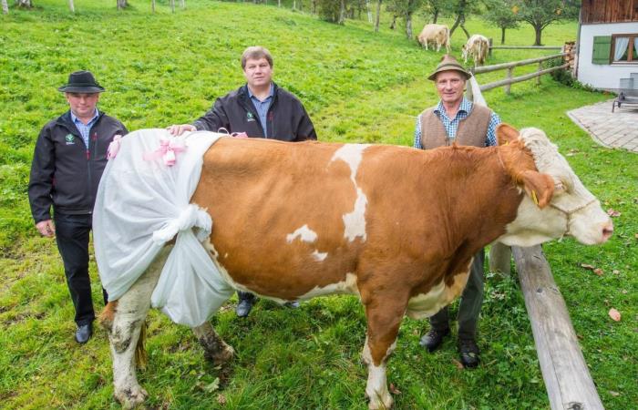 В Беларуси стали надевать на коров памперсы: кому такое пришло в голов Беларусь,коровы,памперсы
