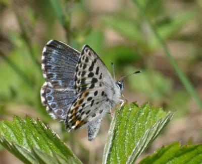 В Рязанской области спустя 15 лет поисков обнаружили редкую бабочку