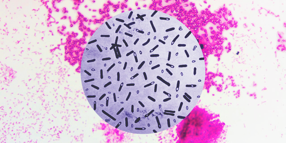 Возбудитель ботулизма. Clostridium botulinum животных.