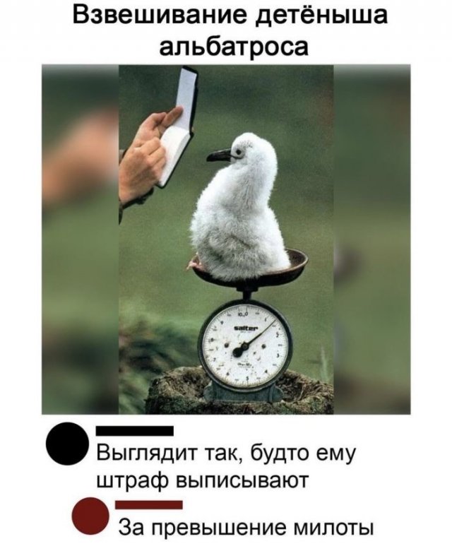 Смешные комментарии  позитив,смешные картинки,юмор