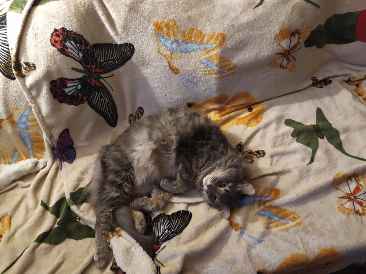 Осторожнее, котик, а то муху проглотишь! Сонные зевающие коты Осторожнее, котик, а то муху проглотишь! Сонные зевающие коты супер