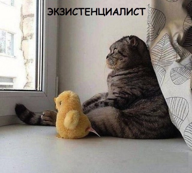 Такие разные и забавные котики Такие разные и забавные котики