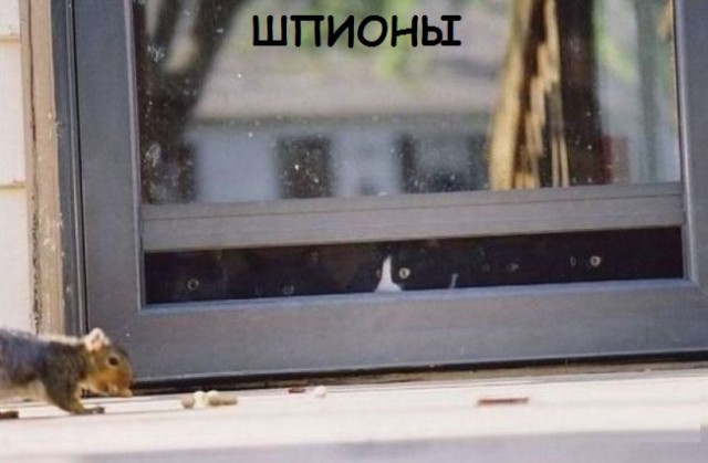 Такие разные и забавные котики Такие разные и забавные котики