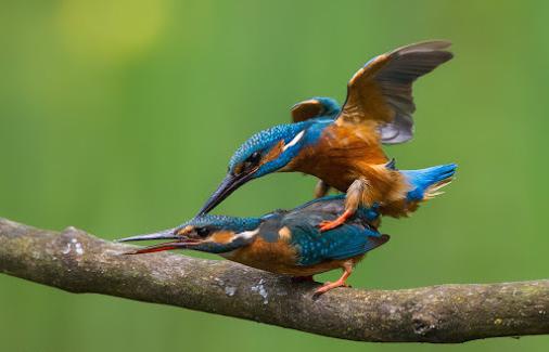 Как спариваются птицы? Особенности половой системы