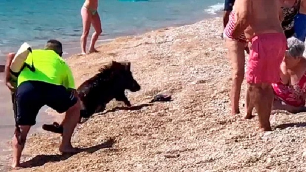 В Испании дикий кабан забежал на пляж и укусил женщину