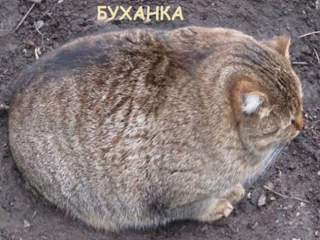 Такие разные и забавные котики Такие разные и забавные котики