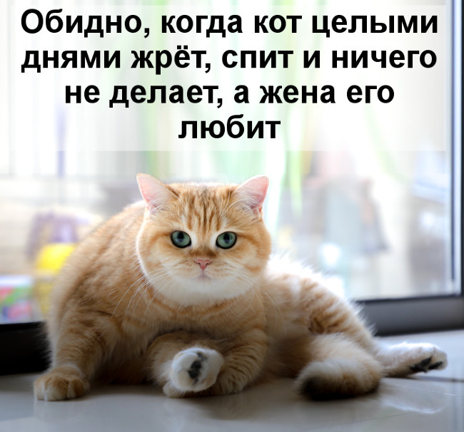 изображение: Обидно, когда кот целыми днями жрёт, спит и ничего не делает, а жена его любит #Котоматрицы