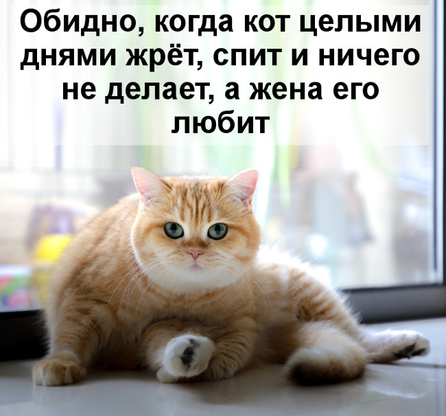 Котоматрицы. Лучшие котоприколы на воскресенье котоматрицы