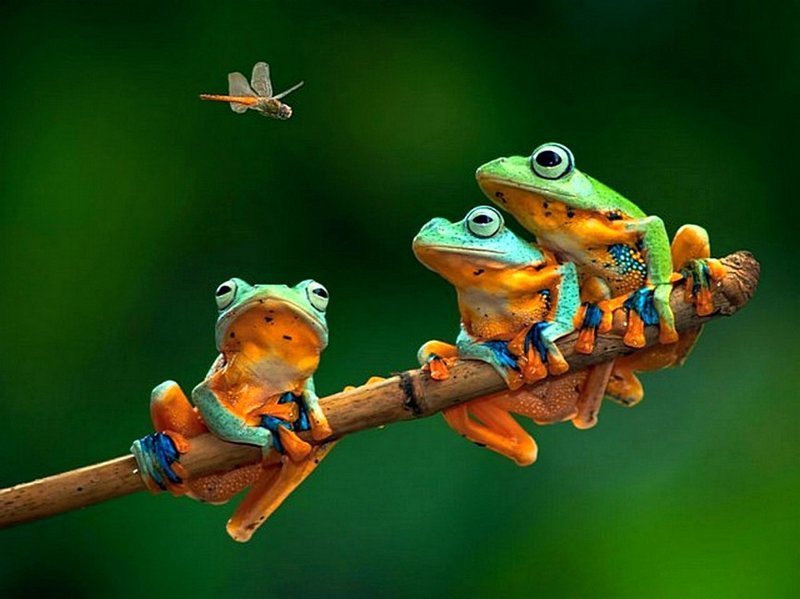 На Земле известны около 4000 видов лягушек и жаб. животный мир, информация, юмор