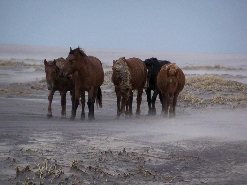 Дикие лошади острова Сейбл/ © animalworld.com.ua