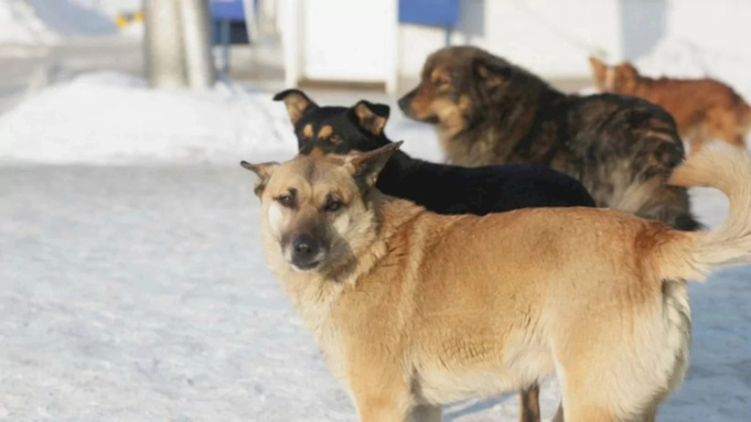 В Алтайском крае  в 2025 году могут ввести маркировку домашних животных