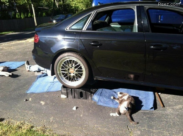 Лучшие автомобильные хохотушки