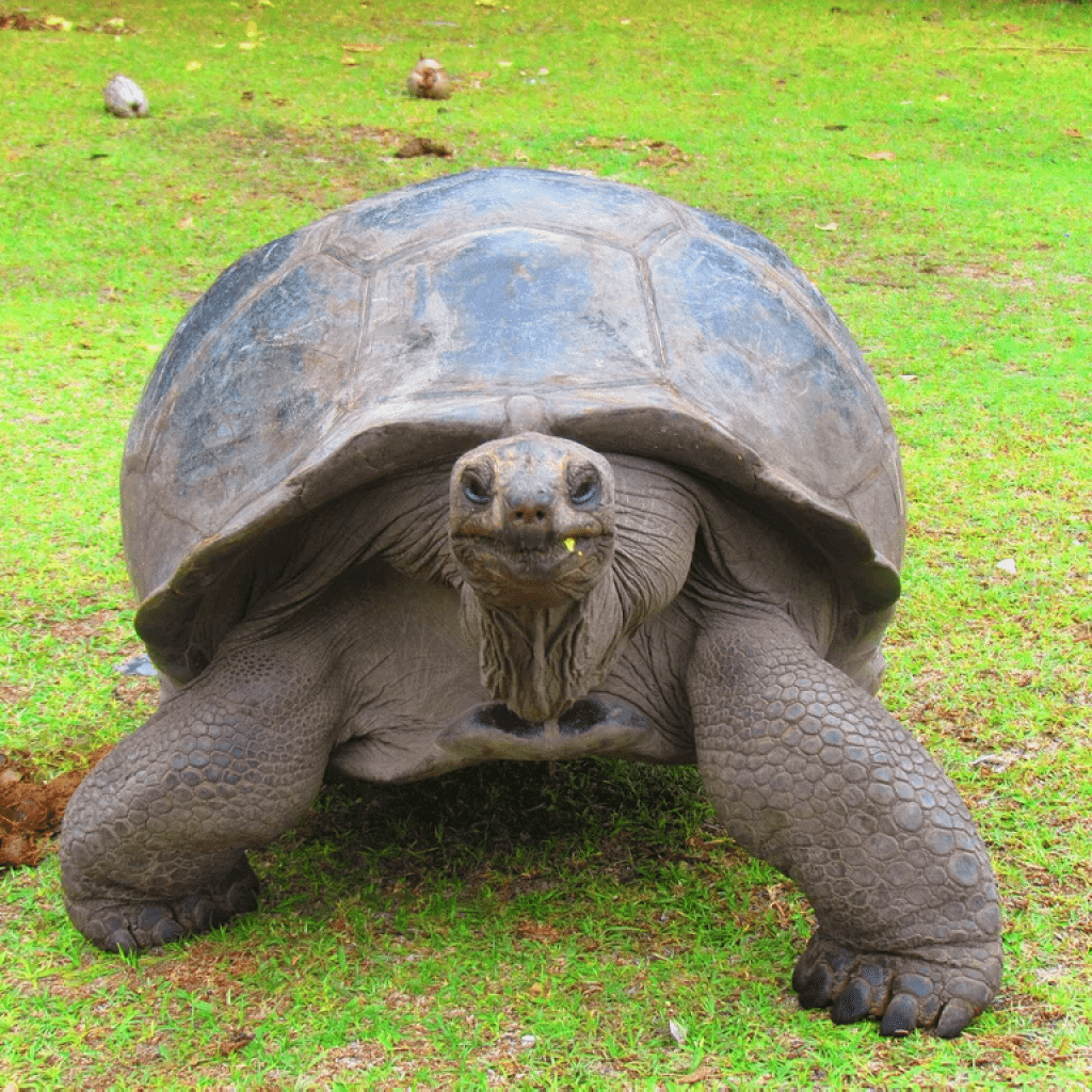 Слоновая черепаха среда обитания. Черепаха Альдабра. Галапагосская черепаха. Гигантская сухопутная черепаха. Aldabra giant Tortoise.