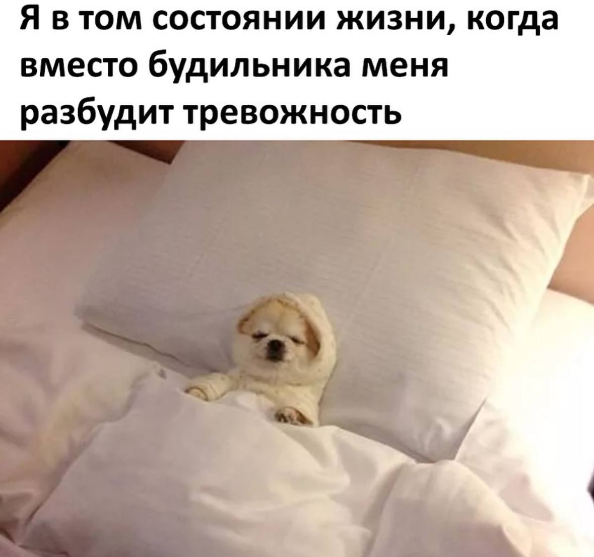 Мемы с котиками, разные смешные картинки и позвоночник 