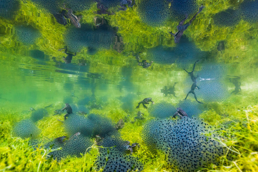 Призеры европейского конкурса фотографий дикой природы 2019 