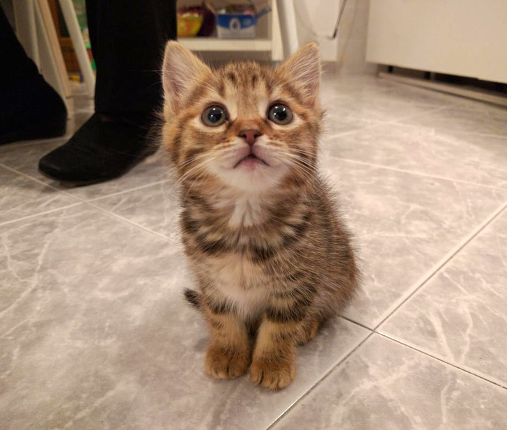 18 обитателей приюта, которые кого хочешь покорят, и моргнуть не успеешь 18 обитателей приюта, которые кого хочешь покорят, и моргнуть не успеешь