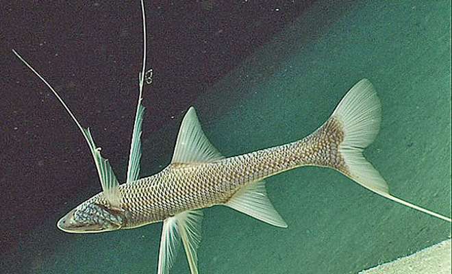 На глубине 6 километров камера батискафа заметила рыбу, которая перемещается по дну на 3 «ногах» Культура