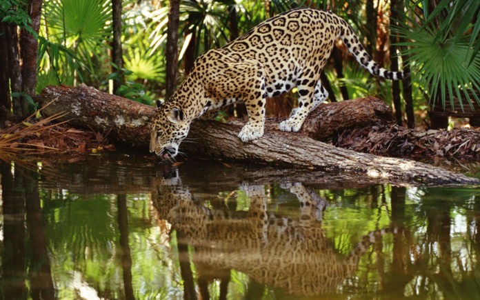 Ягуар пьет воду фото
