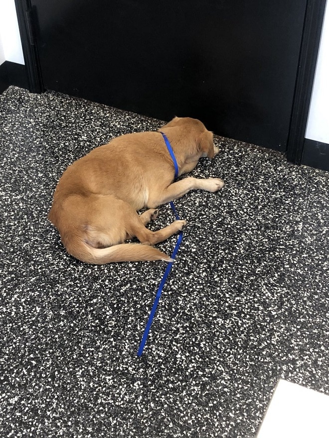 Собака лежит