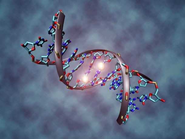 14 любопытных фактов о ДНК любопытное