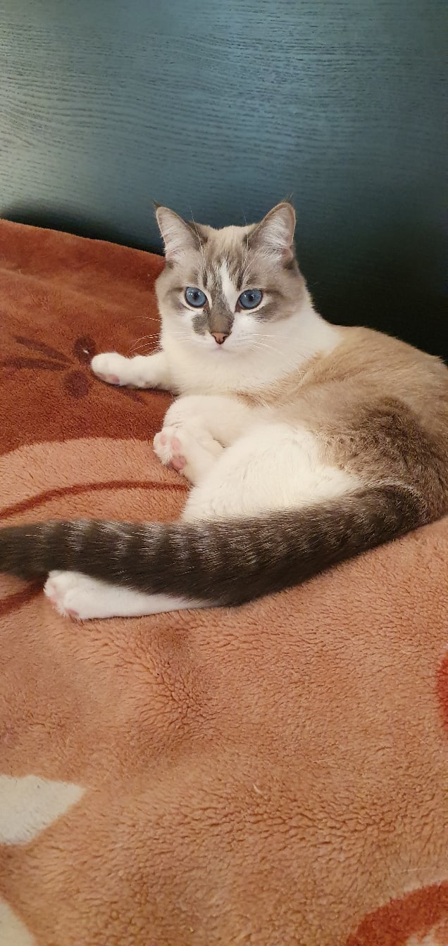 кот на кровати