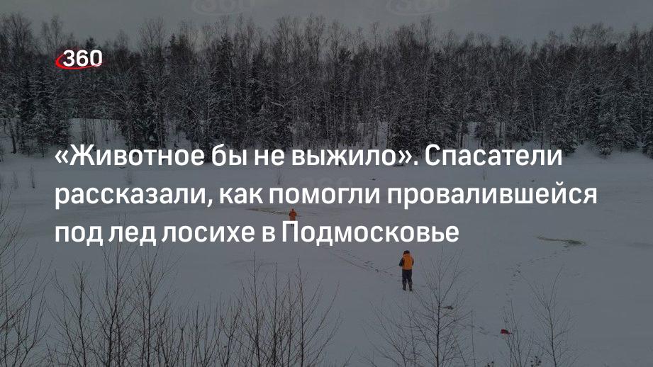 «Мособлпожспас»: быстрая работа спасателей спасла провалившуюся под лед лосиху в Подмосковье