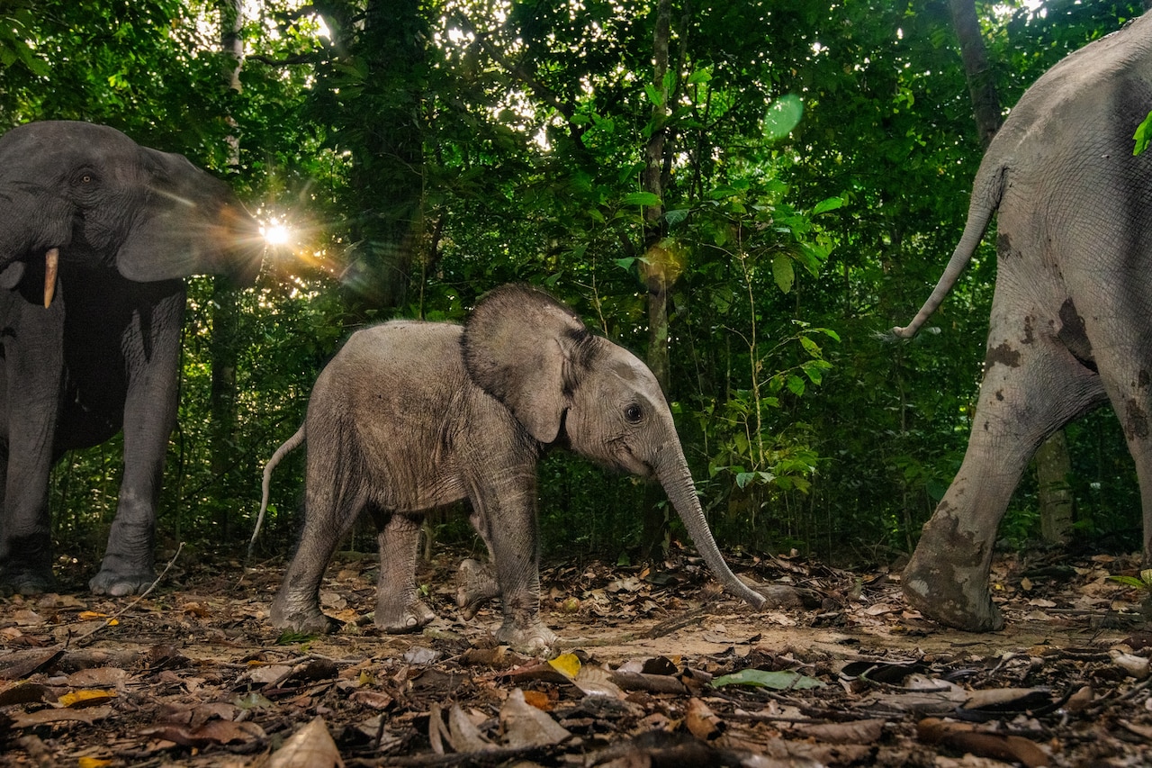 Фотография одного слоненка среди адалтов.