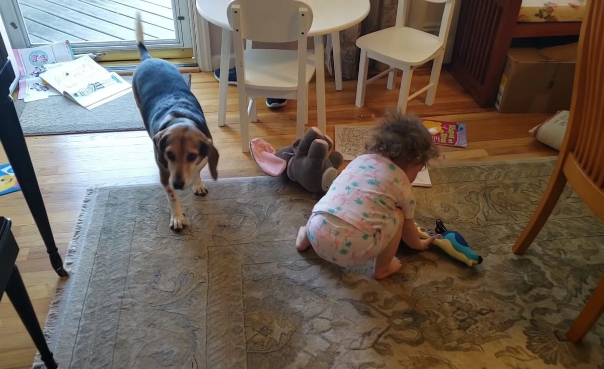 Отец случайно заснял, как его дочь танцует под игру их собаки на пианино. Не зря пса зовут Меркьюри Отец случайно заснял, как его дочь танцует под игру их собаки на пианино. Не зря пса зовут Меркьюри дети,собаки,юмор и курьезы