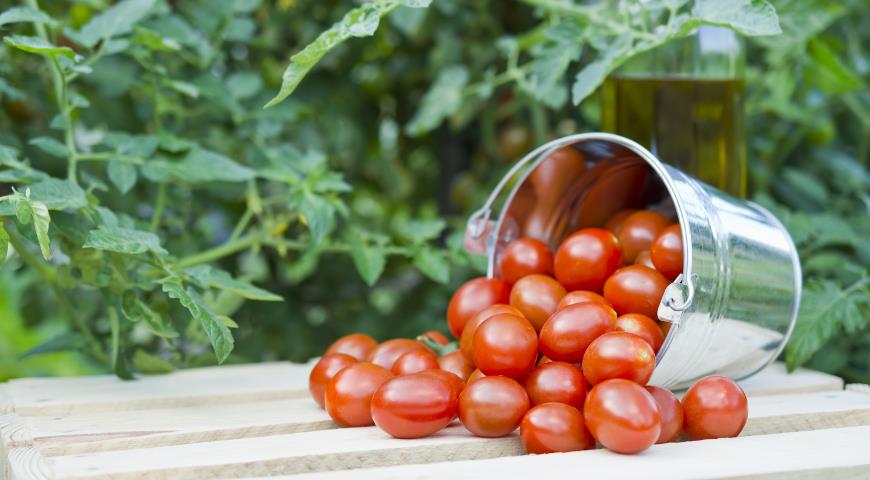 Почему трескаются помидоры и можно ли их спасти томатов, помидоры, трещины, которые, растрескивание, чтобы, растрескивания, помидоров, растений, можете, когда, обычно, трескается, плода, могут, плоды, кожура, можно, оставить, созревают