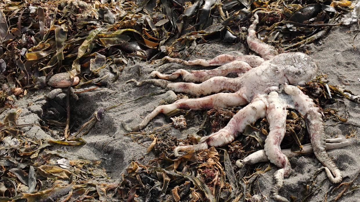 Три основные версии гибели морских животных в районе Халактырского пляжа