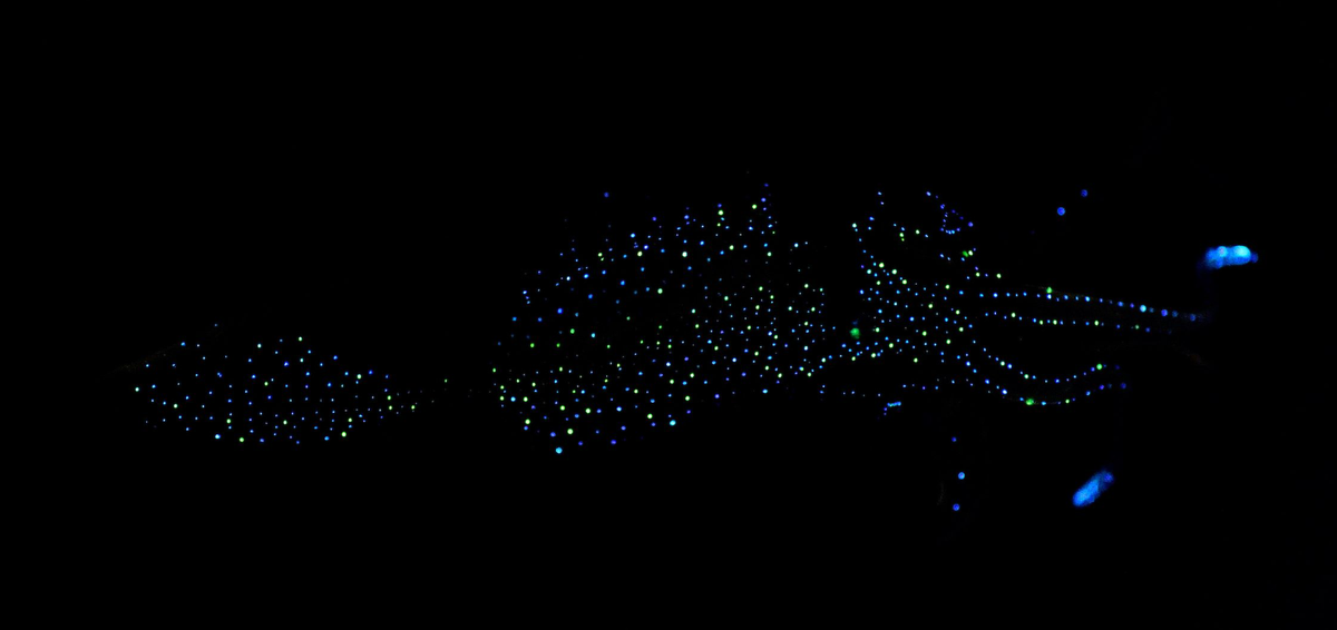 Кальмар, ты просто космос!