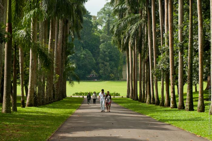 Эти достопримечательности Шри-Ланки обязательно стоит посетить которые, можно, туристов, растут, питомнике, жизни, слонов, очень, расположился, уникален, время, Канди, территории, большие, павильоны, орхидеями, ШриЛанка, кактусами, японский, парке
