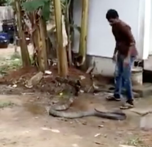 Королевская кобра приползла в деревню и встала перед мужчиной прося у него воды